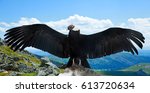 Andean Condor  Vultur Gryphus   ...