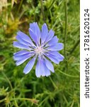 Small photo of blue sailors also blueweed (in german Gemeine or Gewohnliche Wegwarte also Zichorie) Cichorium intybus