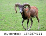 European Mouflon  In German...