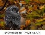Small photo of Close up of little boreal owl Aegolius funereus sitting on branch and sleeping in furcate dense branch of wild forest around. Wildlife tranquil portrait scene of bird in nature habitat background