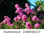Small photo of Crape myrtle, or Lagerstroemia indica flower on a tree