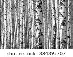birch trees trunks - black and white natural background