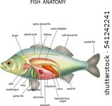 Cod Fish Vector Clipart Image - Free Stock Photo - Public Domain Photo 