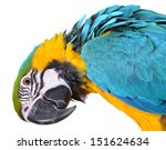 Parrot. Silly Macaw Isolated On ...