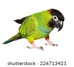 Nanday Conure Isolated On White