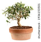 Small Olive Tree Bonsai Plant...