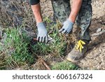 Small photo of Farmhand cutting back weeds at the edge of a newly prepared bed for planting spring seedlings using a pair of secateurs