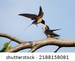 Small photo of A swallow feeding its chicks in flight