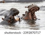 Small photo of Two Hippo swims in water - hippo pond at Serengeti National Park. Side profile, mouth open