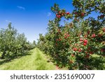 Two rows of apple trees full of fruit seen under a blue sky in Norfolk nearly ready for picking.