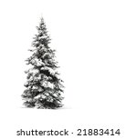 Pine Tree Isolated On White