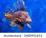 Red lionfish   one of the...