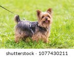 Yorkshire Terrier In The Park....