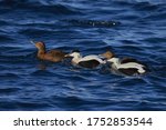 Small photo of Common eider ducks on a lake