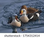 Small photo of King Eider ducks on a lake