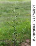 Small photo of Sisymbrium officinale, hedge mustard