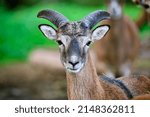 European Mouflon  Ovis Gmelini...