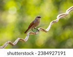 Small photo of Bay-winged cowbird perched on a twisty vine against bokeh natural background, Pantanal Wetlands, Mat