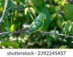 Small photo of Close-up of a Spectacled parrotlet, Forpus conspicillatus, perched on a bare branch against green bl