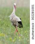 Small photo of White stork - Lake Neusiedl, Austria