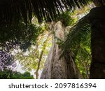 Small photo of Big ceiba, kapok tree on the bank of the Javari River. Ceiba pentandra. Amazonia, border of Brazilia and Peru, South America