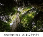 Small photo of Big ceiba, kapok tree on the bank of the Javari River. Ceiba pentandra. Amazonia, border of Brazilia and Peru, South America