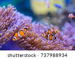 Anemone Fish  Clown Fish With...