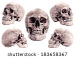 Skull model set  on isolated white background