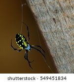 Black And Yellow Garden Spider  ...