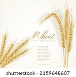 yellow wheat ears isolated on... | Shutterstock .eps vector #2159648607