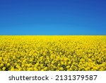 Field of colza rapeseed yellow flowers and blue sky, Ukrainian flag colors, Ukraine agriculture illustration