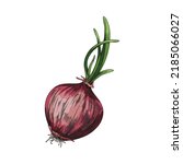 Hand Drawn Red Onion With Green ...