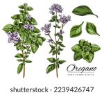 Oregano Branches With Leaves...