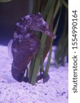 Small photo of Pacific Sea Horse (Hippocampus ingenues)