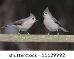 Pair Of Tufted Titmice ...