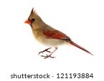 Female Northern Cardinal ...