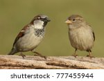 Male (left) and Female (right) House Sparrows (Passer domesticus) perched on a log with a green background