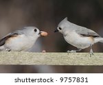 Pair Of Tufted Titmice ...