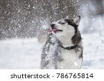 Beautiful Siberian Husky Licks...