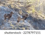 The European mouflon (Ovis aries musimon) in the Wild.