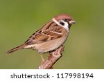 Eurasian Tree Sparrow Sitting...