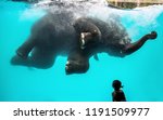little girl watching playful asian elephant bathing and diving under the water in Thailand
