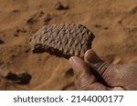 Small photo of prehistoric potsherd with geometric pattern