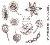 Set Of Hand Drawn Seeds  Pods...