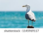 Seagull Portrait Against Sea...