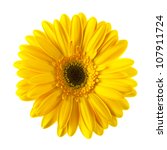 Yellow Daisy Flower Isolated On ...