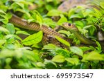 Cute Indochinese Rat Snake ...