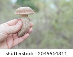 Wild Boletus Mushroom In Hand....