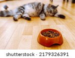 Small photo of Domestic gray longhair Maine Coon cat with big belly, out of focus, lies near bowl of food, refuses yummy from gluttony or illness. Dry pet food, feeding and caring for cats
