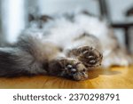 fluffy cute cat paws, close-up rear view. Close-up leather pads cat's hind paws. gray cat lies on parquet floor house, in rays of sun